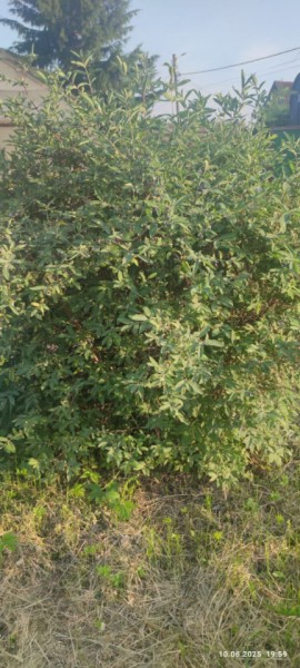 г Верхняя пышма, СНТ Мираж, уч.№ 99 в Кушве - kushva.yutvil.ru - фото 23