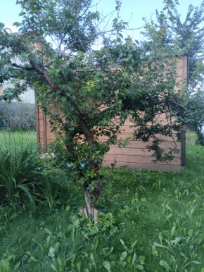 Коллективный сад номер 7, участок 58 в Кушве - kushva.yutvil.ru - фото 28